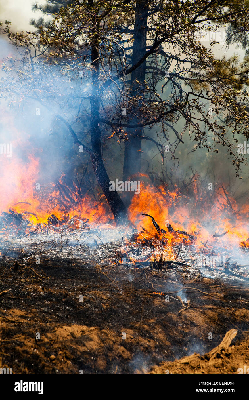 California Knight wildfire devastation in Stanislaus National Forest. CALFIRE / CDF Stock Photo