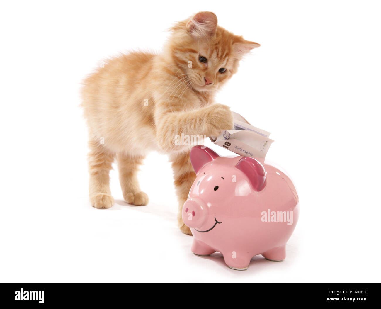 red siberian tabby saving money 15 weeks old studio portrait Stock Photo