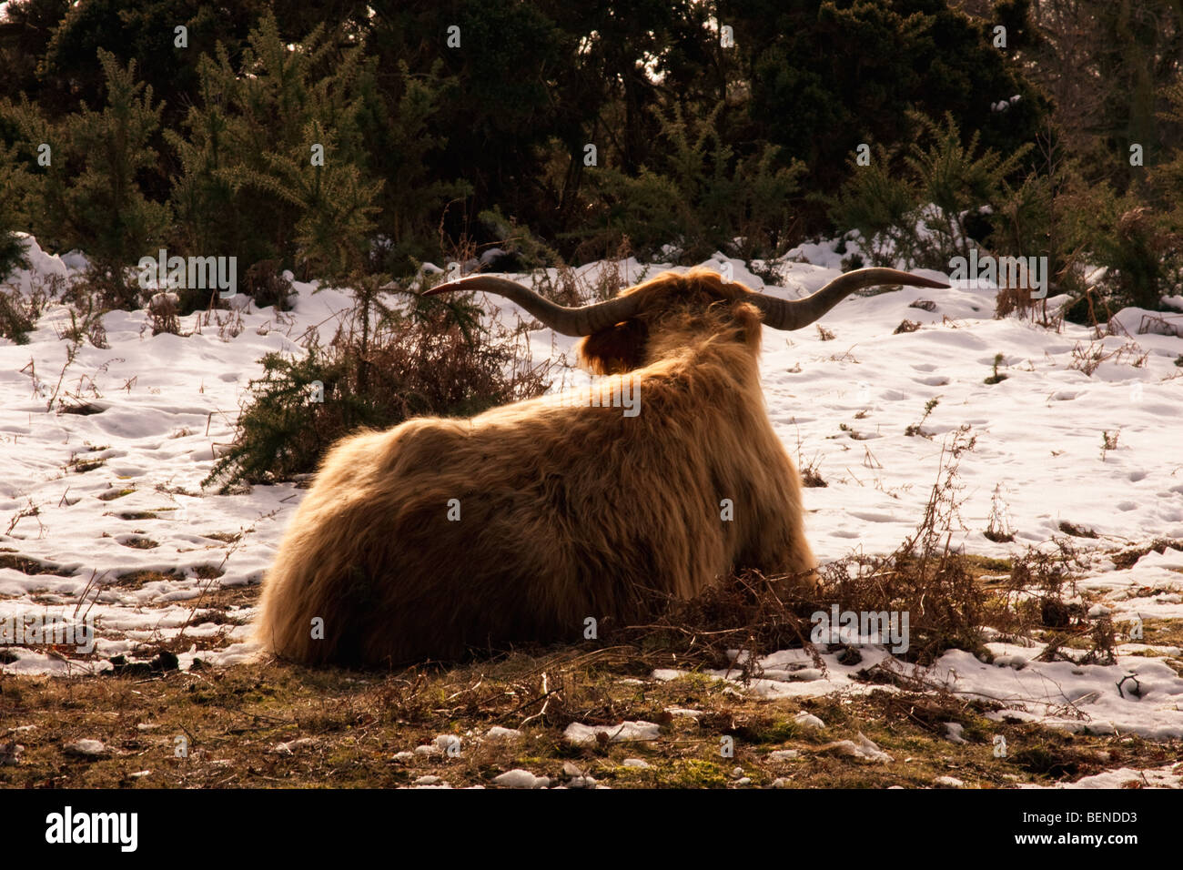 Highland cattle from behind hi-res stock photography and images - Alamy
