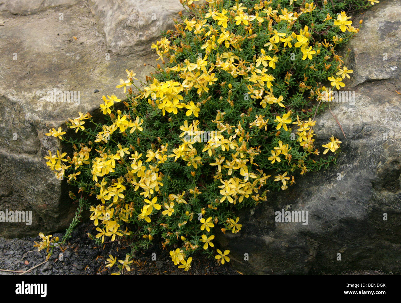 St John's Wort, Hypericum empetrifolium var. prostratum, Clusiaceae, Greece, Turkey, Mediterranean Stock Photo