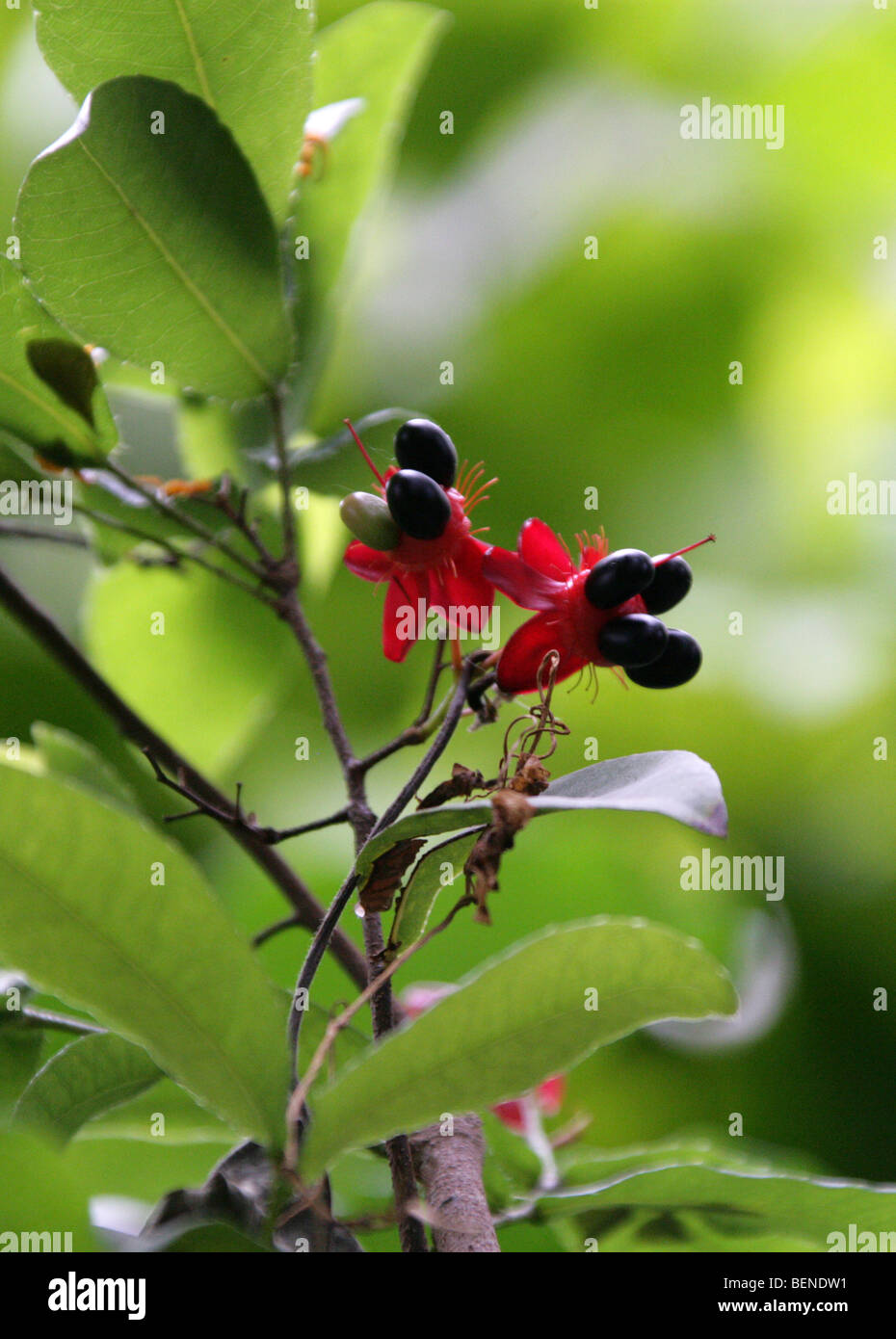 African Mickey Mouse Plant aka African Birds Eye Bush, Ochna mossambicensis, Ochnaceae, Tropical East Africa Stock Photo