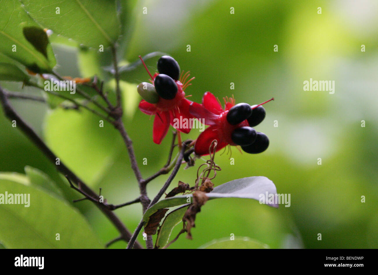 African Mickey Mouse Plant aka African Birds Eye Bush, Ochna mossambicensis, Ochnaceae, Tropical East Africa Stock Photo