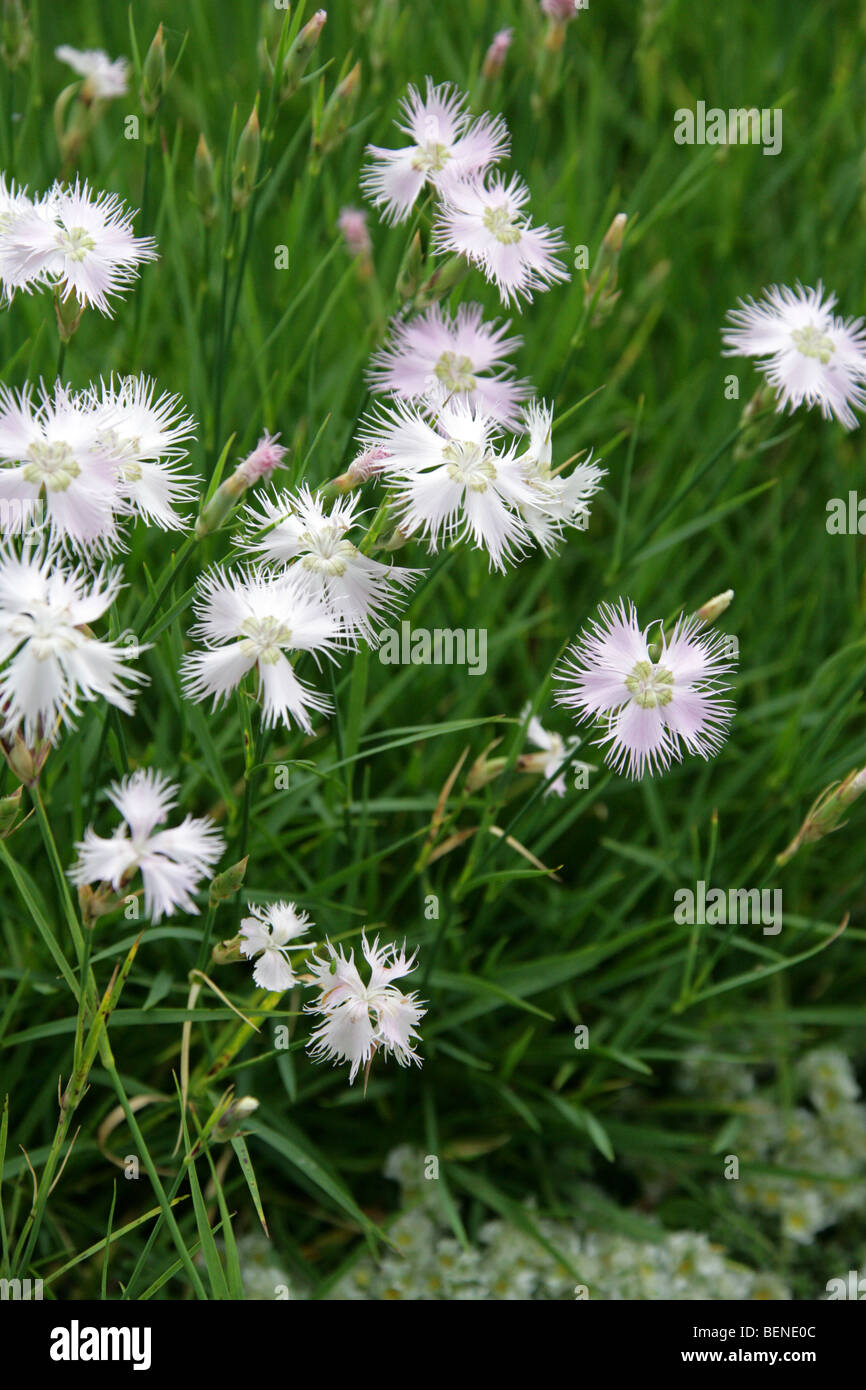 Dianthus or Pink, Dianthus ciliatus, Caryophyllaceae, Italy and Croatia, Europe Stock Photo