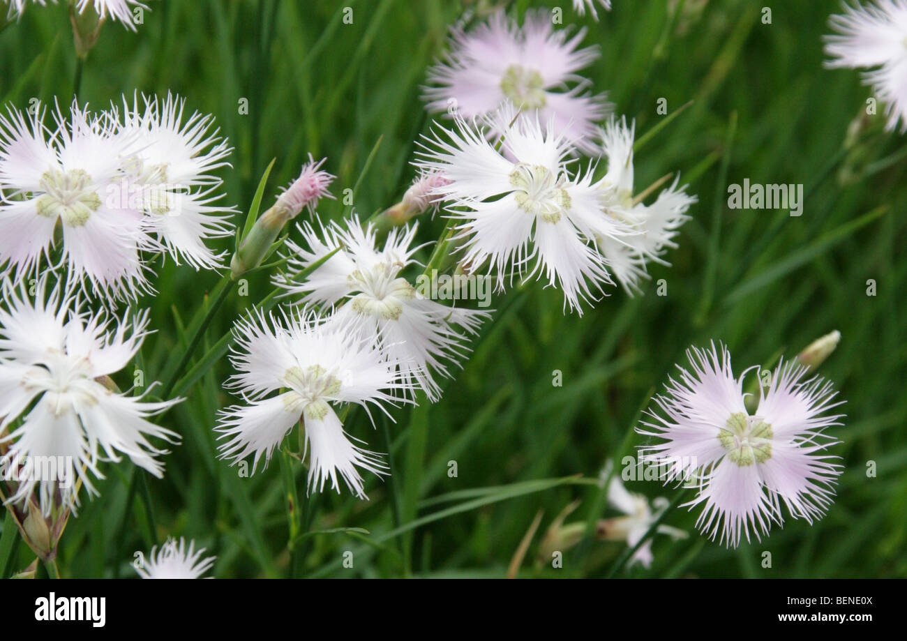 Dianthus or Pink, Dianthus ciliatus, Caryophyllaceae, Italy and Croatia, Europe Stock Photo