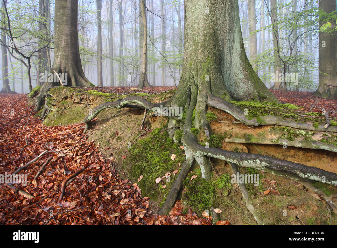 Roots of Beech (Fagus sylvatica) in forest in autumn, Belgium Stock Photo