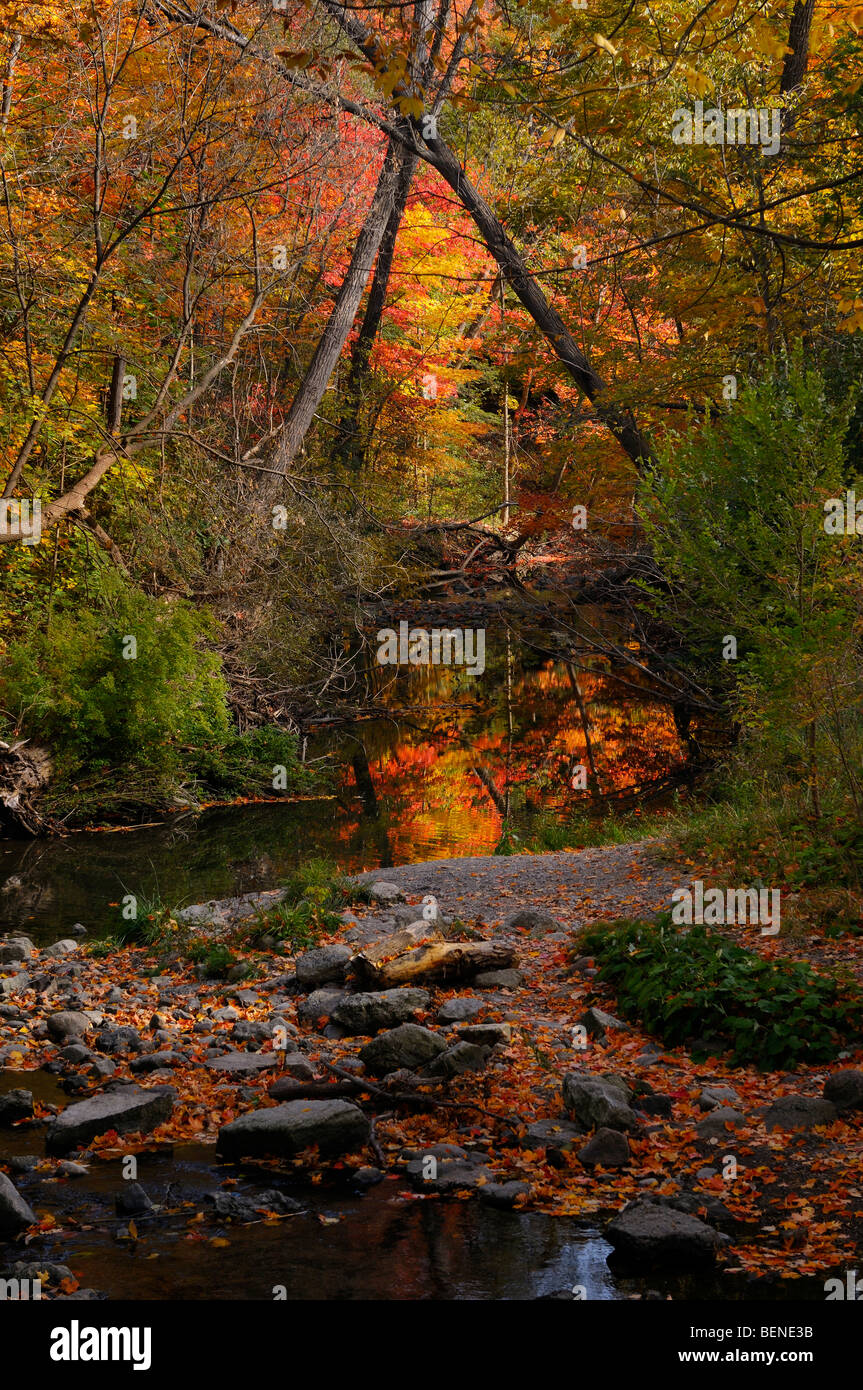 Orange leaves reflected in the water of Wilket Creek Central Don river North York Toronto in Autumn Stock Photo