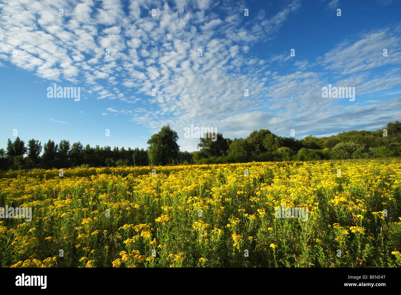 Field with Common ragwort (Senecio jacobaea) Stock Photo
