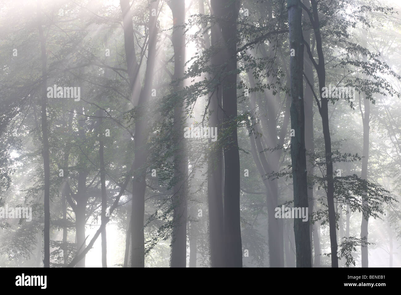 Beech forest (Fagus sylvatica) in mist, Flemish Ardennes, Belgium Stock Photo