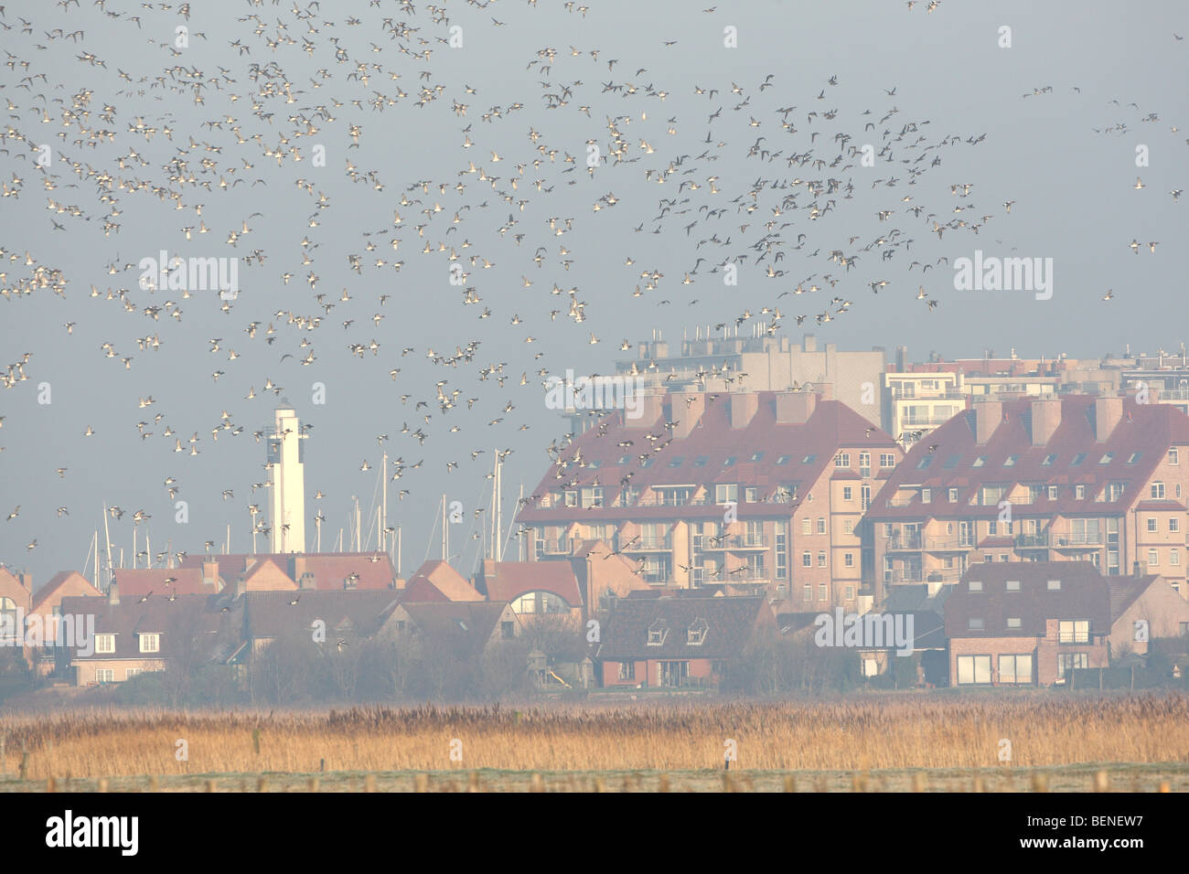 Wigeon (Anas penelope) flock in flight above field in winter along appartment buildings, Blankenberge, Belgium Stock Photo