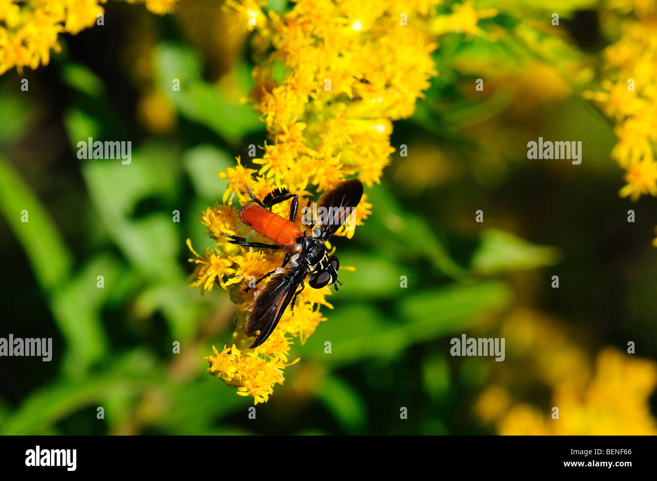 Tachinid Fly  on a Goldenrod Stock Photo