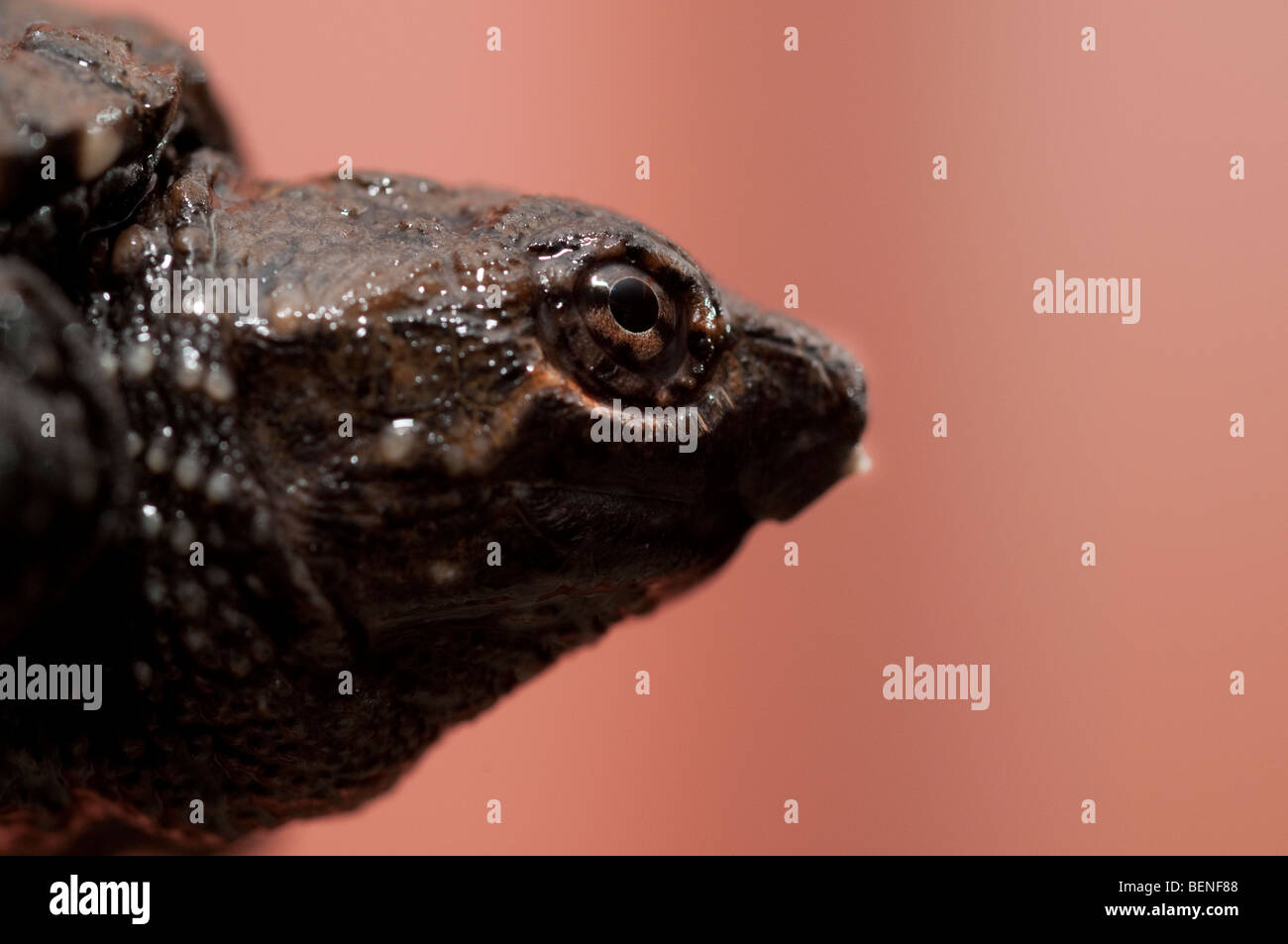 Baby snapping turtle. Stock Photo