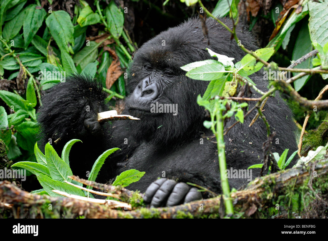 Male mountain gorilla (Gorilla gorilla beringei), member of the Susa group, Parc National des Volcans, Rwanda, Central Africa Stock Photo