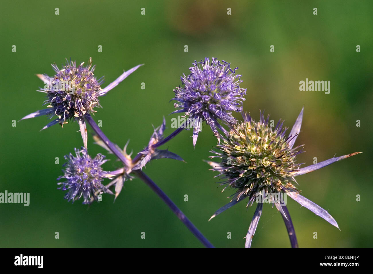 Flat sea holly (Eryngium planum) in flower Stock Photo Alamy