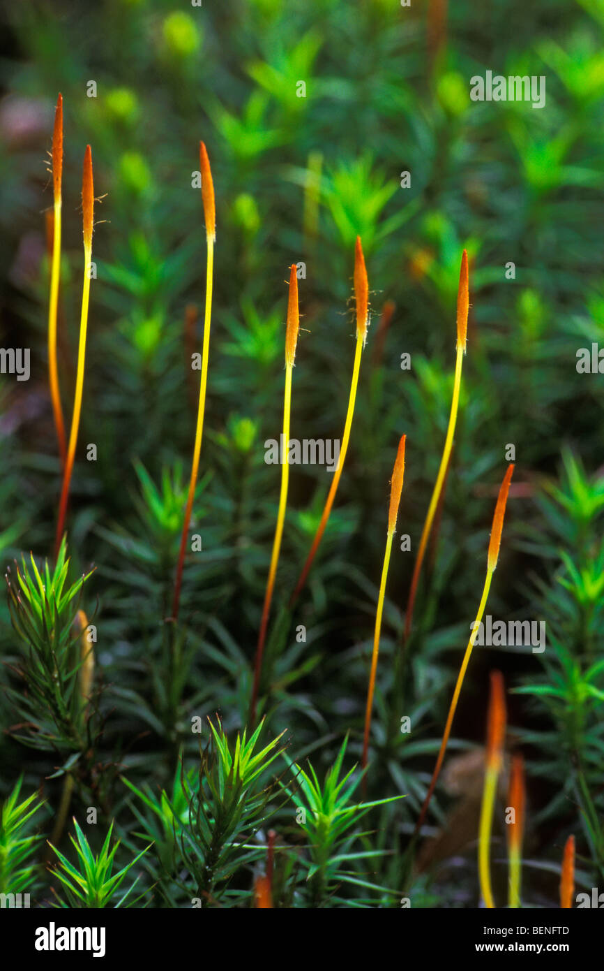 Capsules of moss Stock Photo