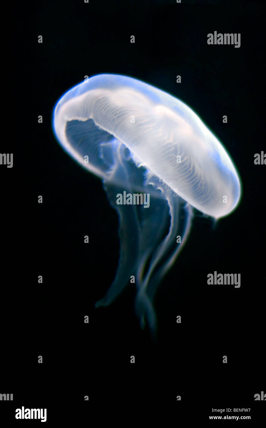 Translucent moon jellyfish (Aurelia aurita) swimming underwater Stock Photo