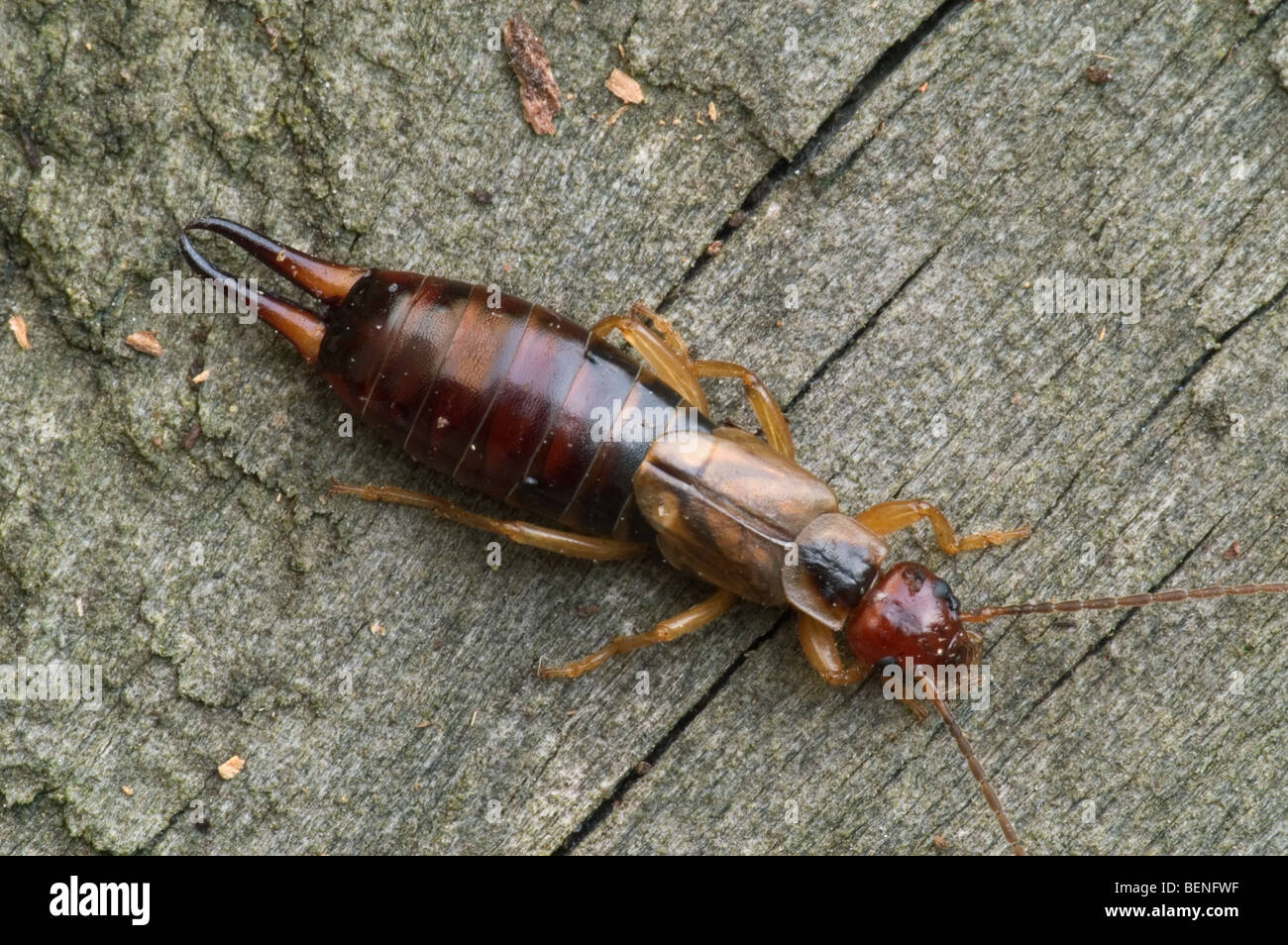Common earwig / European earwig (Forficula auricularia Stock Photo Alamy