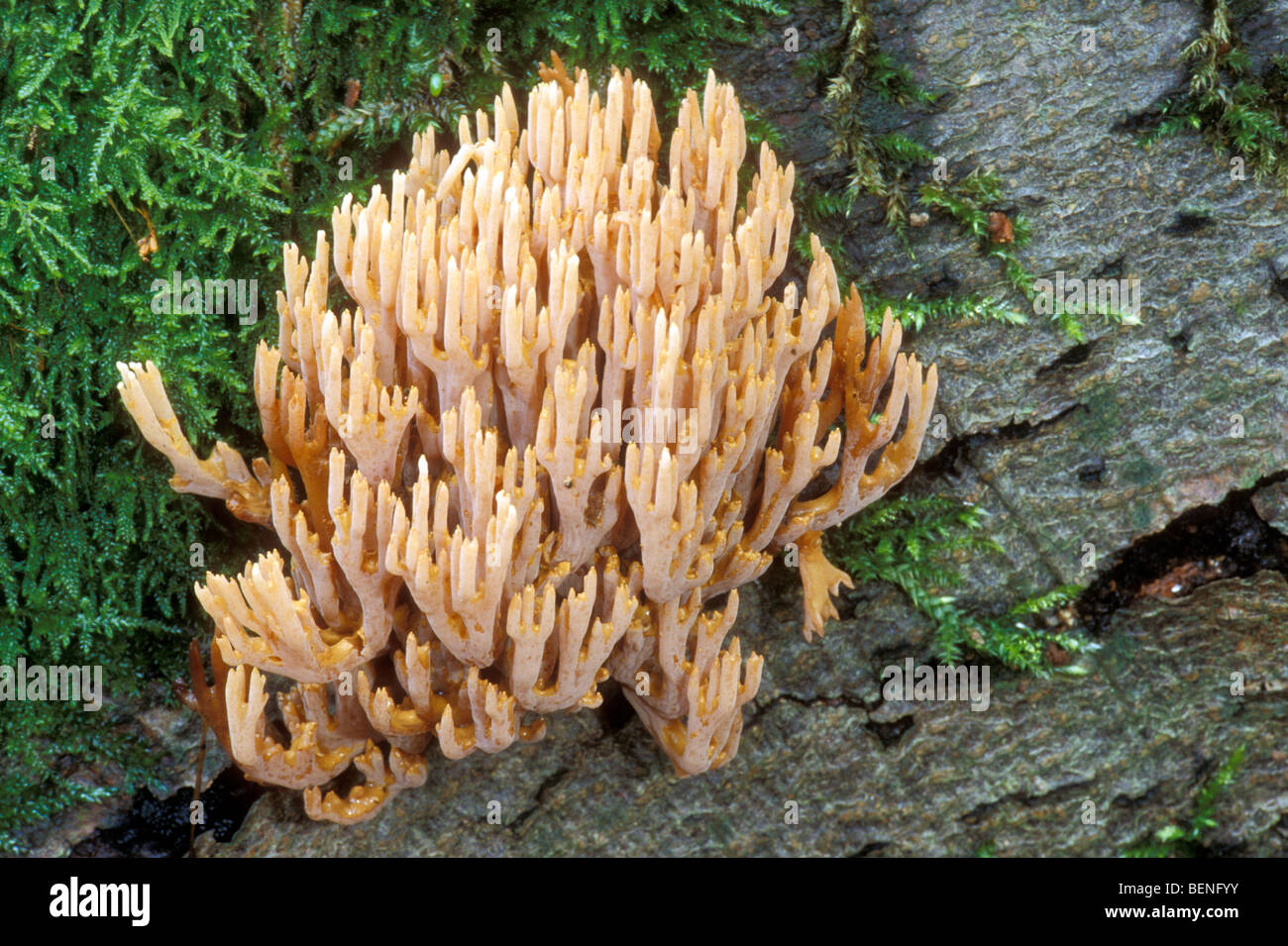 Upright coral / strict-branch coral (Ramaria stricta) growing on tree trunk Stock Photo