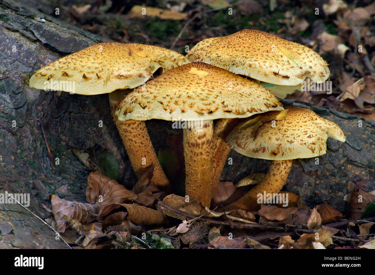 Shaggy scalycap / shaggy Pholiota / scaly Pholiota toadstools (Pholiota squarrosa / Agaricus squarrosus) in autumn forest Stock Photo