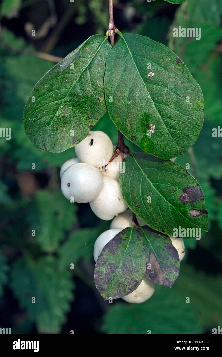 Leaves and white berries of Common snowberry (Symphoricarpos racemosus / Symphoricarpos albus) Stock Photo