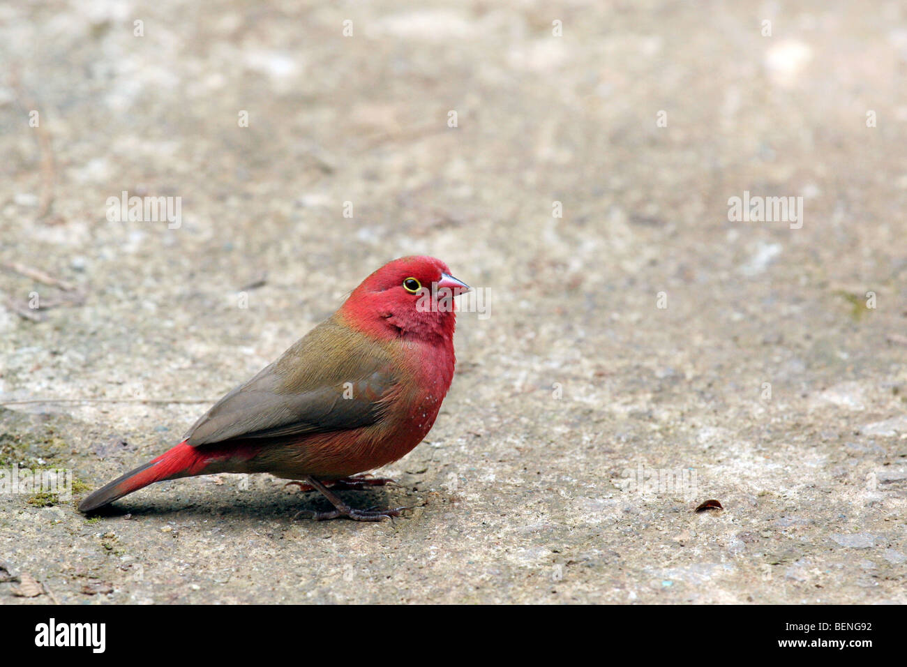 Red-billed Firefinch / Senegal Firefinch (Lagonosticta senegala) foraging on the ground in Ethiopia, East Africa Stock Photo