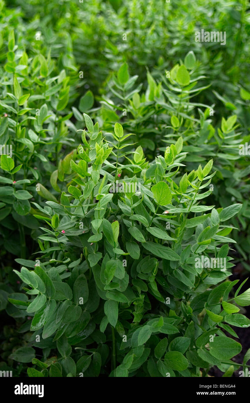Skirret / Crummock (Sium sisarum) native to China, Asia Stock Photo