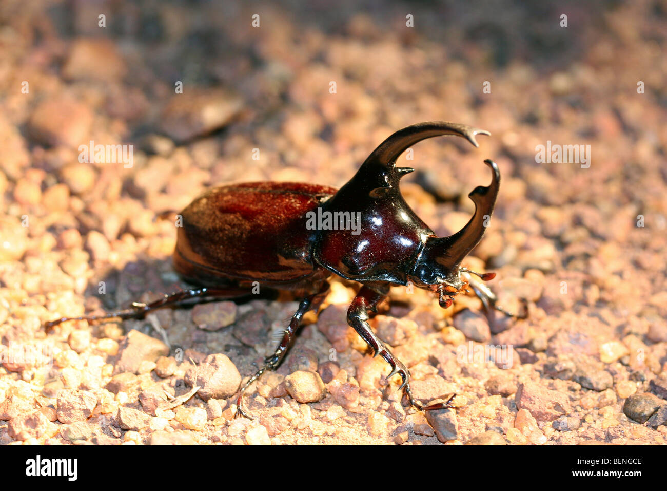 Centaurus beetle (Augosoma centaurus), species of rhinoceros beetle found in tropical Africa Stock Photo