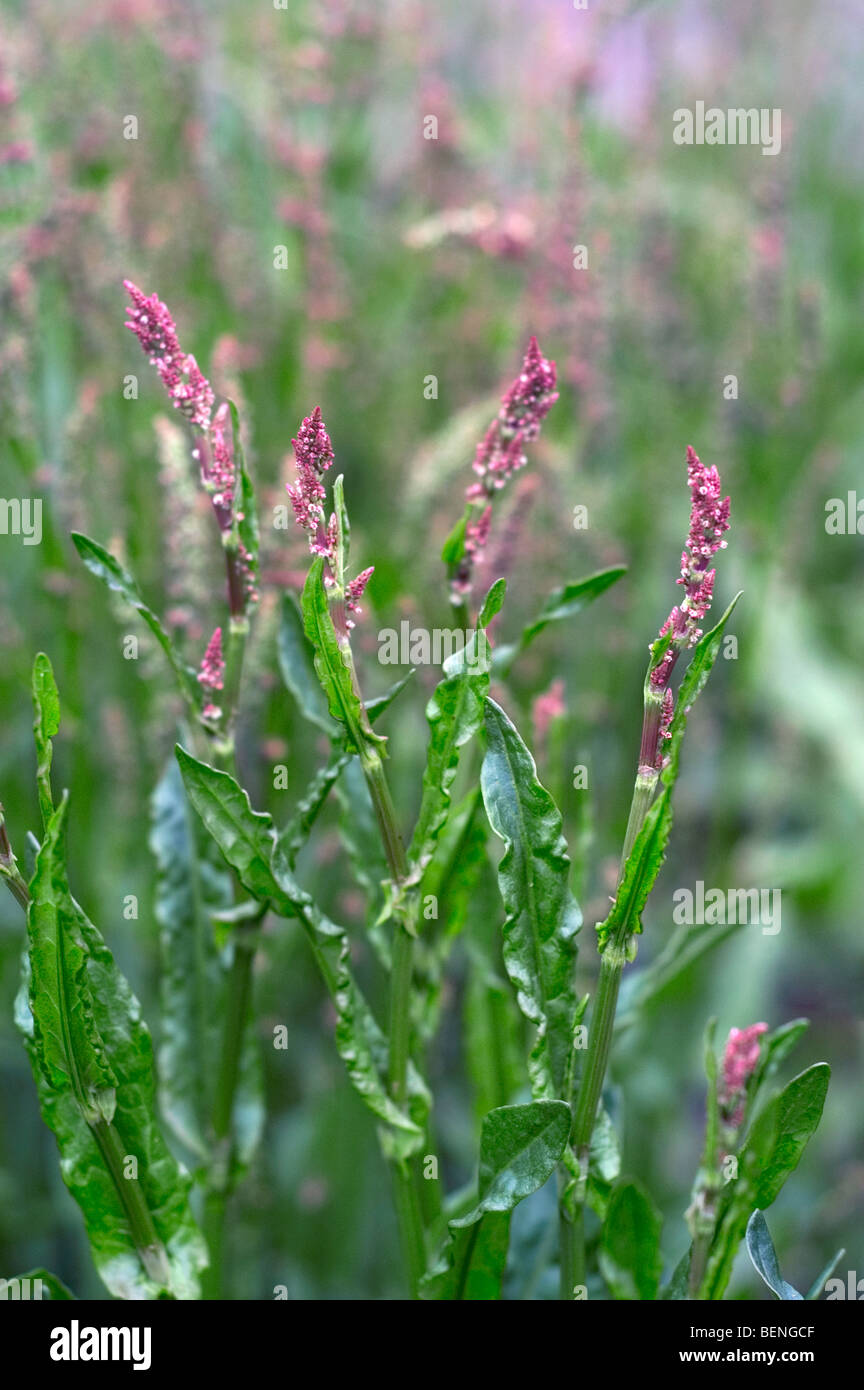 Common sorrel / sour dock / spinach dock / narrow-leaved dock (Rumex acetosa) in flower Stock Photo