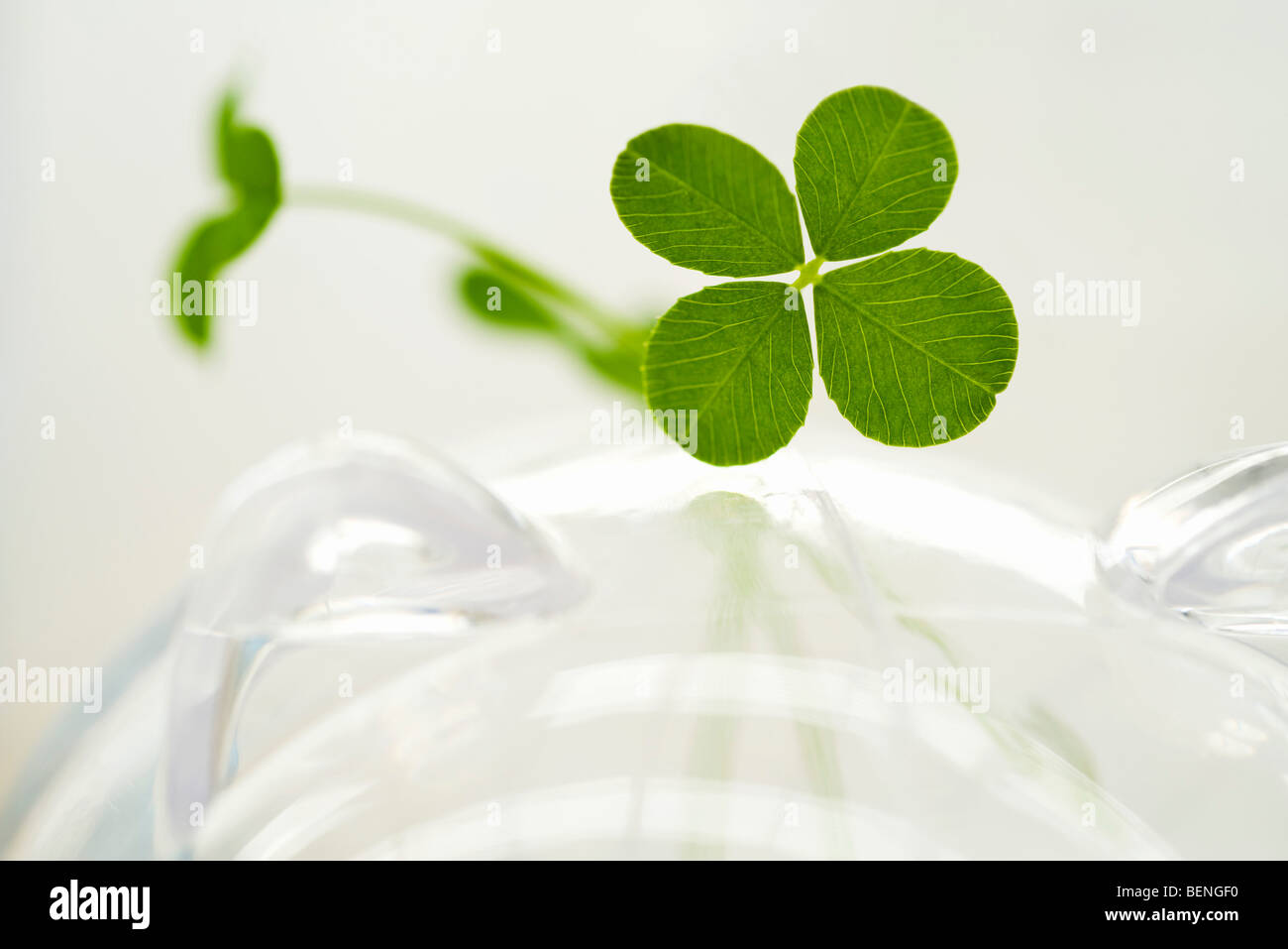 4 pics 1 word 5 letters 4 leaf clover 4 pics 1 word 5 letters 4 leaf clover