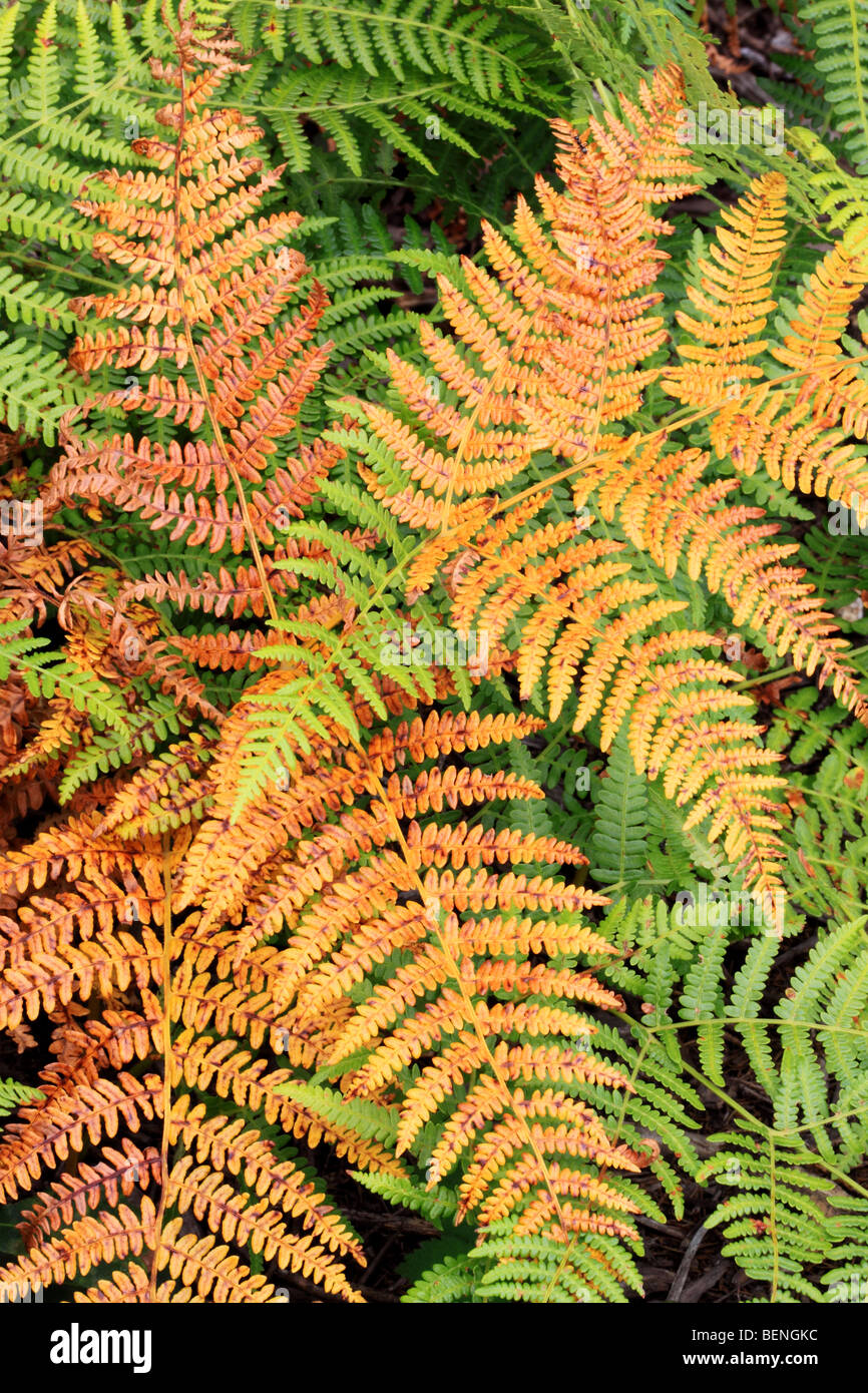 Bracken autumn hi res stock photography and images Alamy