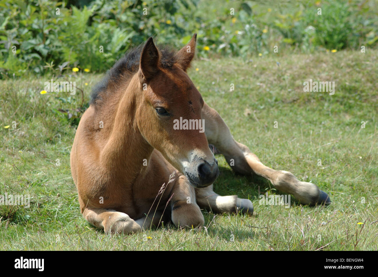 New Forest pony, Hampshire, England, UK Stock Photo