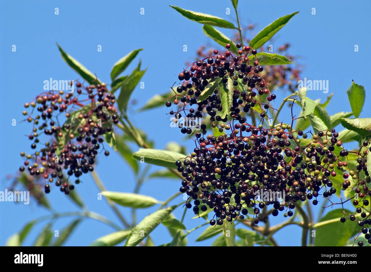 Common elderberry (Sambucus nigra) fruit cluster with black elder