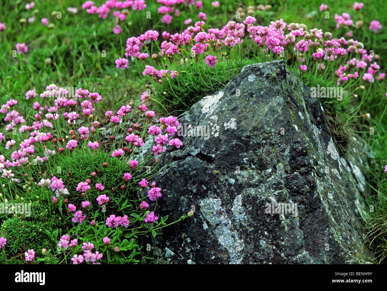 Thrift / Sea pink (Armeria vulgaris / Armeria maritima), St Abbs Head, Scotland, UK Stock Photo