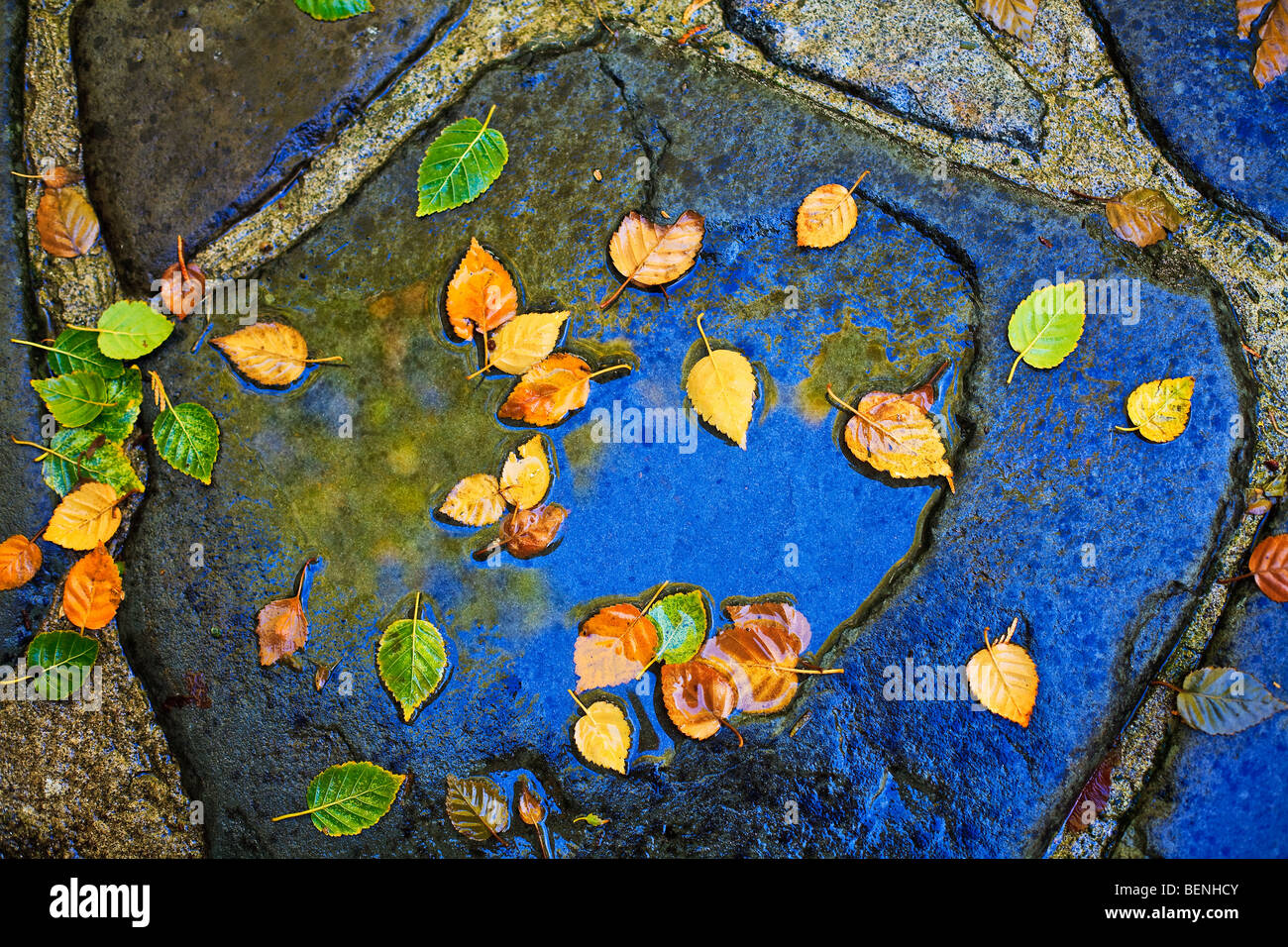 Birch leaves in rain puddle on Pennsylvania bluestone patio Stock Photo ...