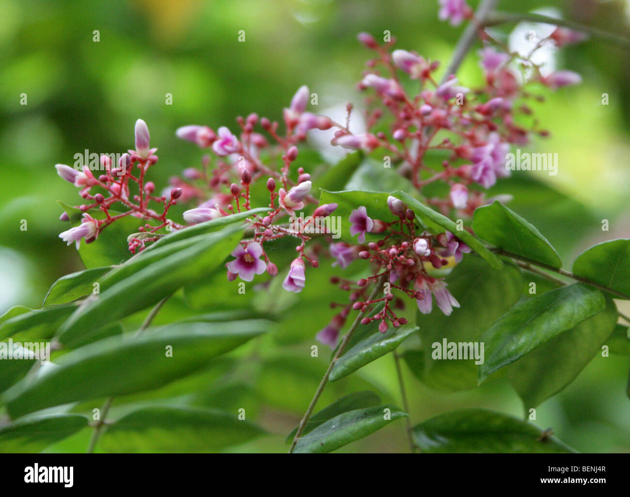 Flowers of the Carambola, Star Fruit or Starfruit Tree, Averrhoa carambola, Oxalidaceae (Averrhoaceae) Malaysia, Java, Indonesia Stock Photo