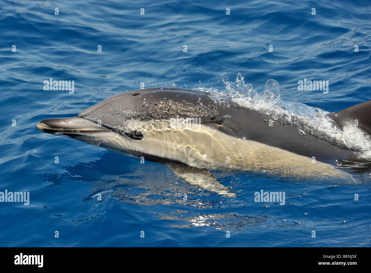 Short-beaked Common Dolphin, Delphinus delphis. Azores, Atlantic Ocean. Stock Photo