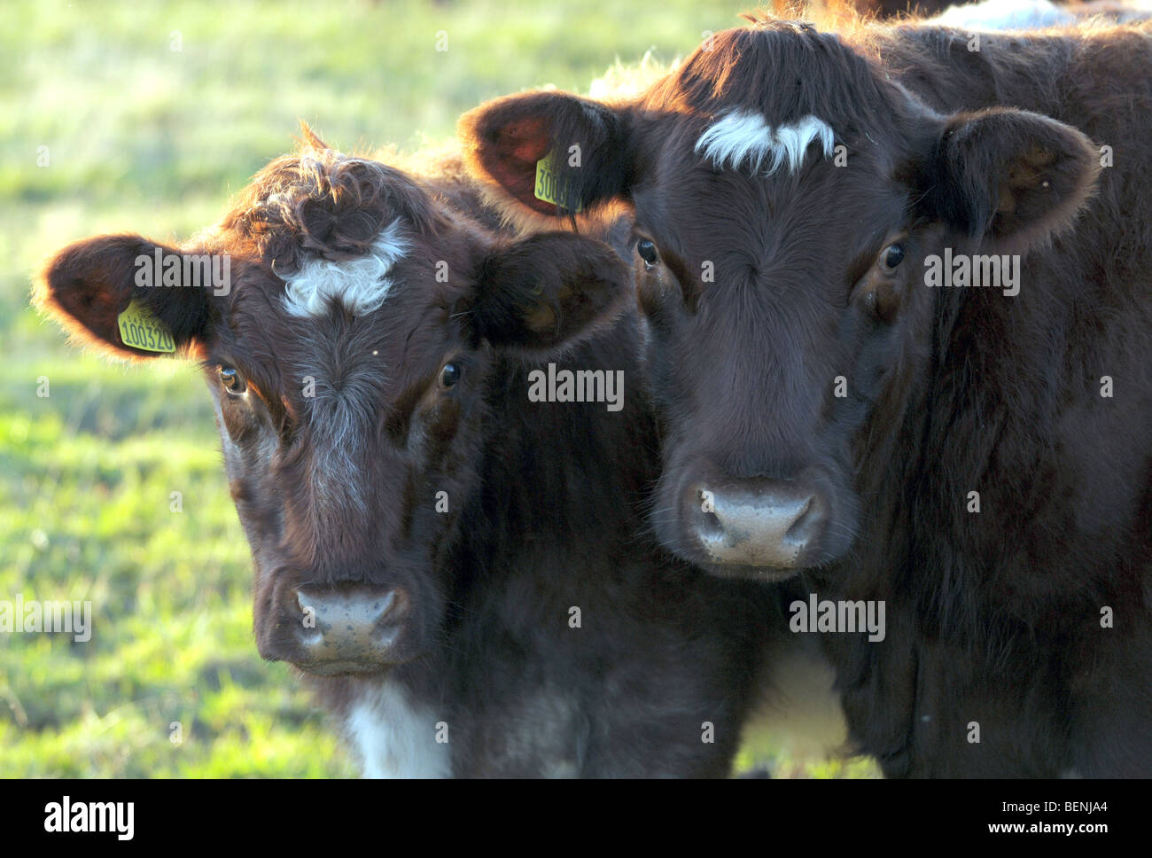 Cows in a field as the Autumn sun sets Stock Photo - Alamy