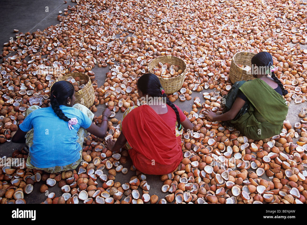 Grading coconut kernel India Stock Photo Alamy