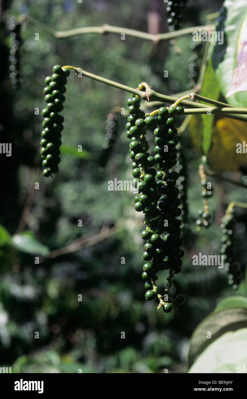 Black Pepper Wayanad Kerala India Stock Photo Alamy