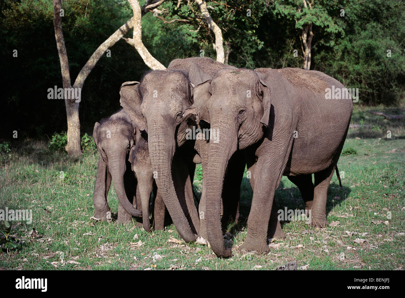 Wild elephants in Bandipur National Park one of India's best known protected areas and an important Tiger reserve Stock Photo
