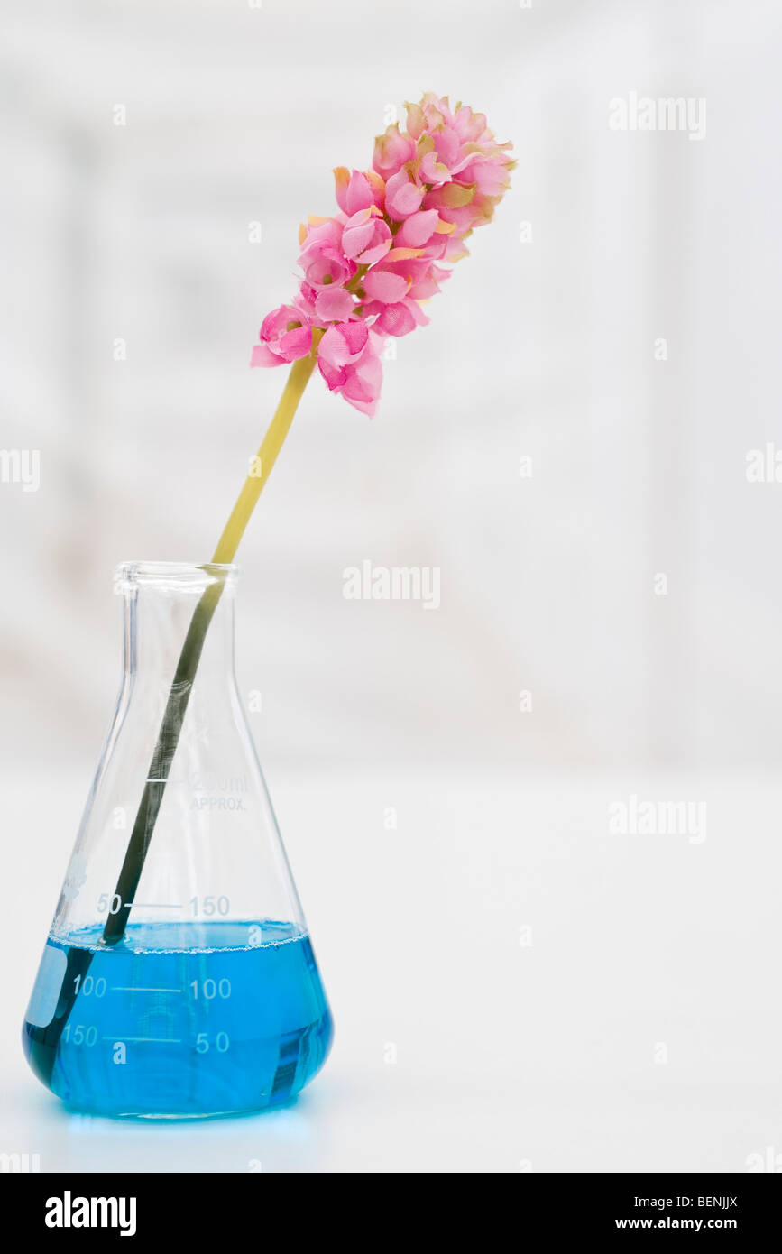 Artificial flower in beaker with blue liquid Stock Photo