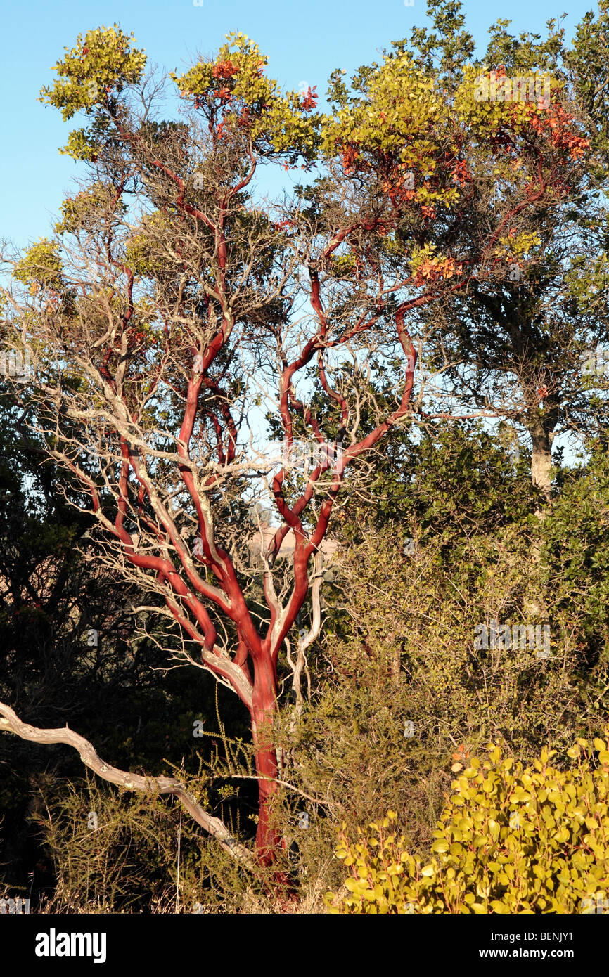 A large Manzanita tree, Arctostaphylos auriculata, in Mount Diablo State Park, California. Stock Photo