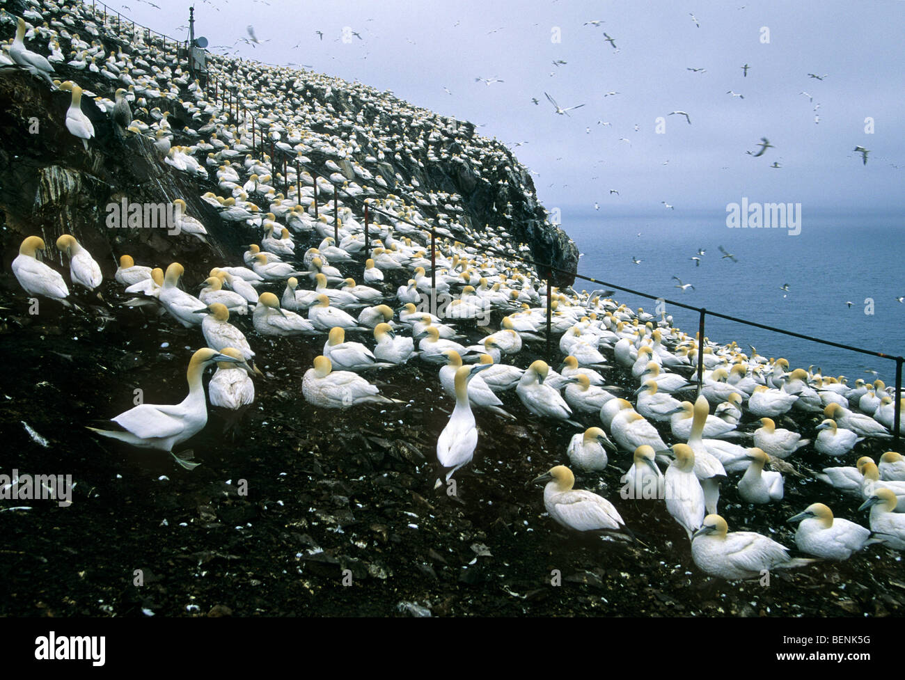Northern gannets (Morus bassana) colony, Bass Rock, Scotland UK Stock Photo