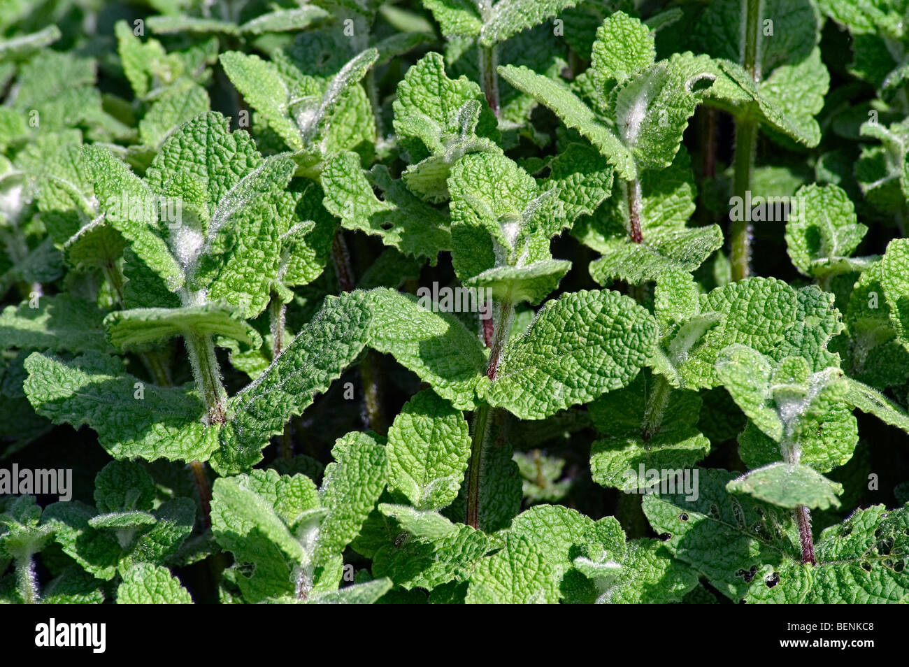 Apple mint / woolly mint / round-leafed mint (Mentha suaveolens / Mentha rotundifolia) Stock Photo