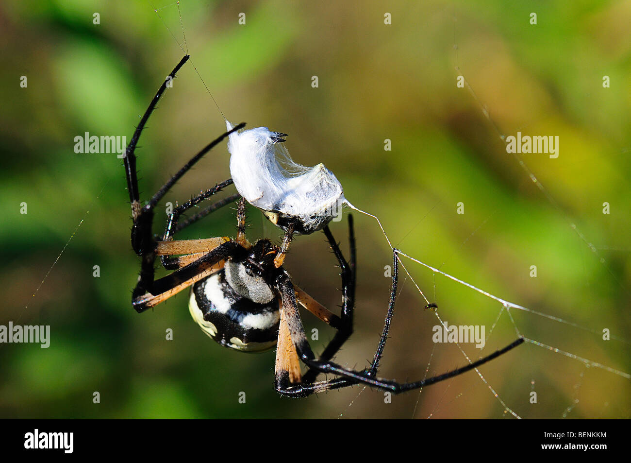 Yellow garden spider, insect caught in spider web Stock Photo