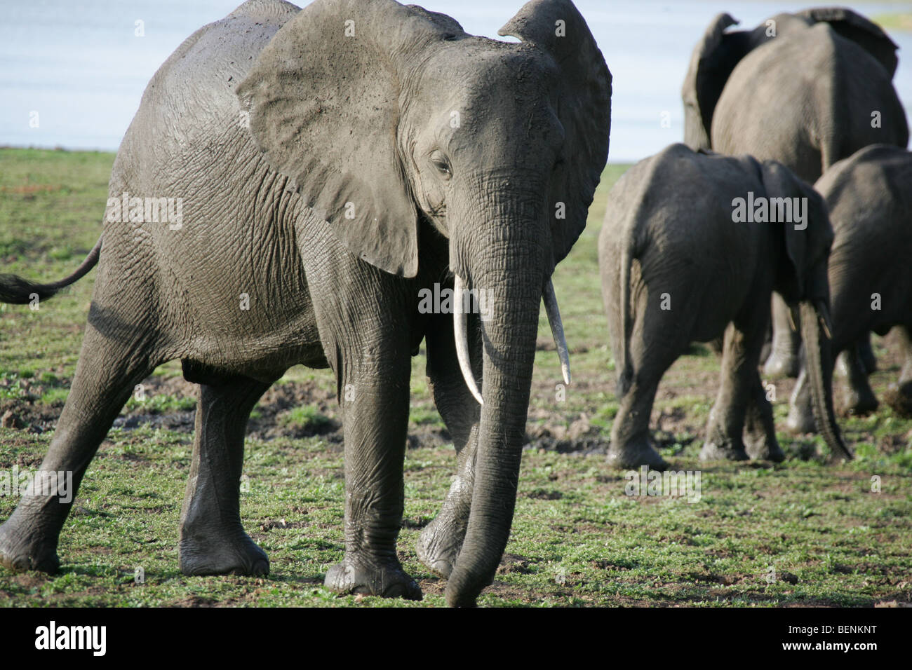 Encounter with a herd of African Elephants in the Selous Game Reserve in Tanzania Stock Photo