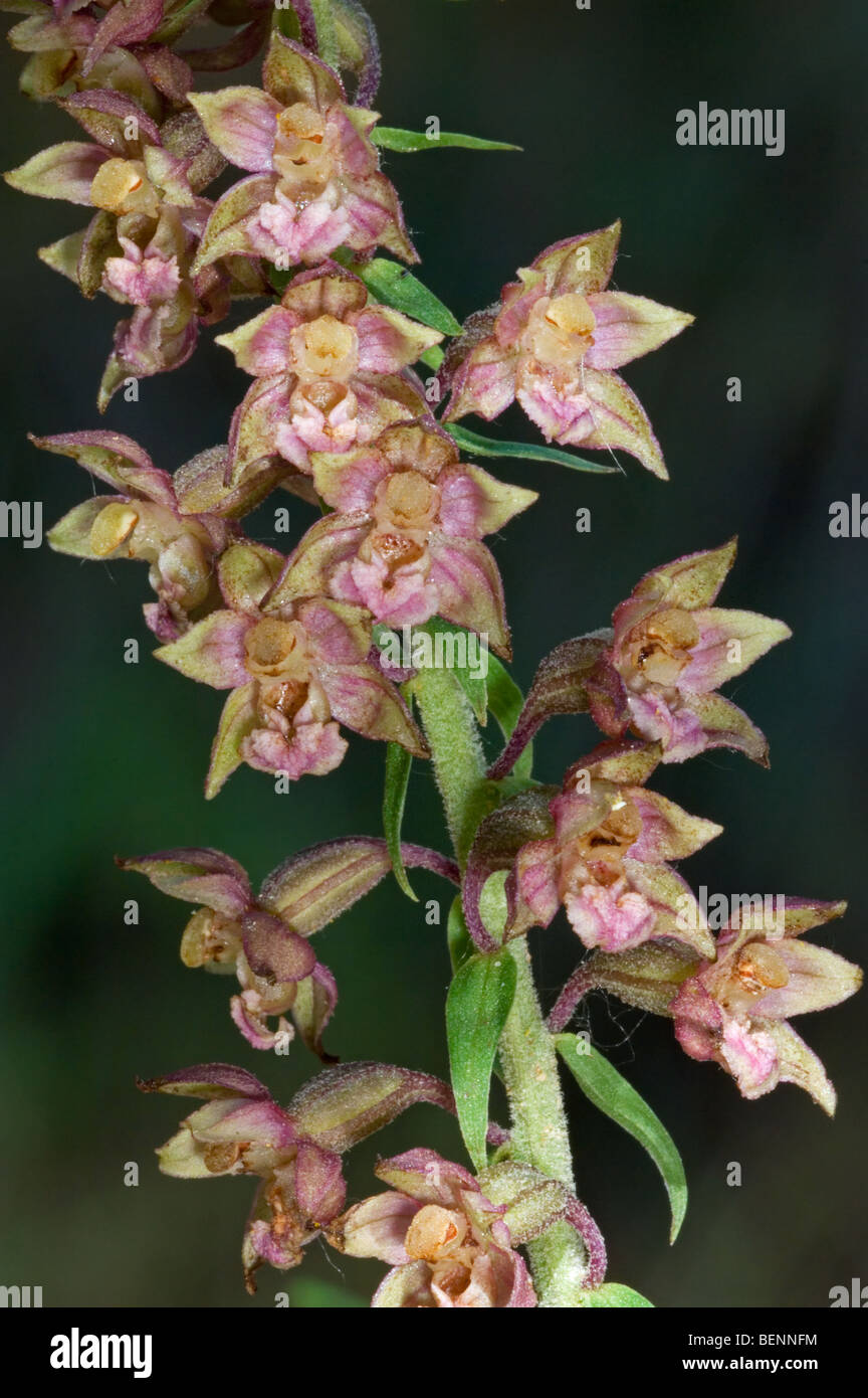 Broad-leaved helleborine (Epipactis helleborine) in flower Stock Photo