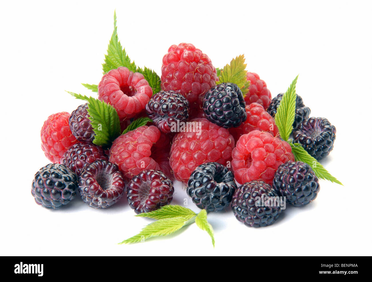 Red and black raspberry with leaves on a white background Stock Photo
