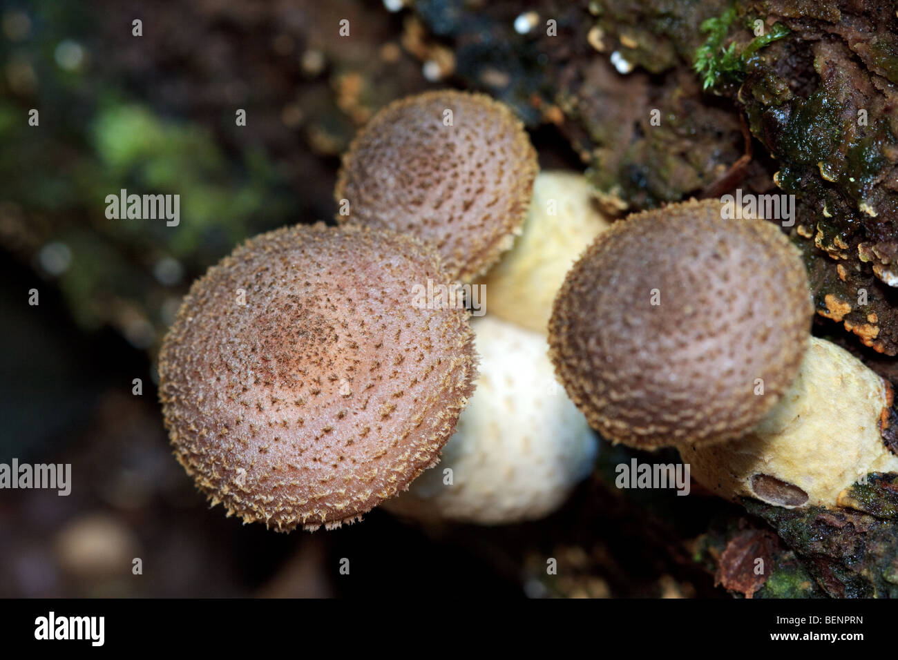 Close up of  fungus/fungi in The Mens ancient woodland near Petworth Stock Photo