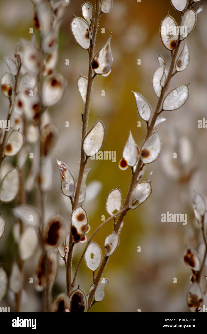 Alyssum saxatile seed heads, University of Leicester Botanic Garden, Oadby, Leicester, Leicestershire, England, UK Stock Photo