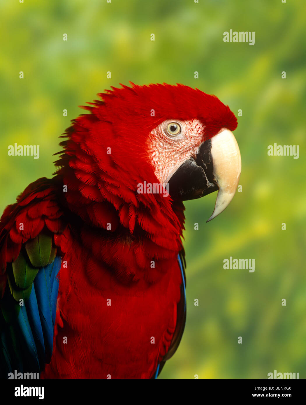 Close up wild scarlet hi-res stock photography and images - Alamy